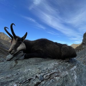 Hunting Chamois Romania