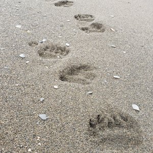 Brown Bear Tracks Anchorage Alaska