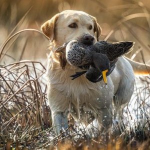 Wild Waterfowl South Africa