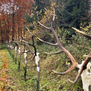 Hunting Red Stag Romania