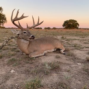 Whitetail Hunting