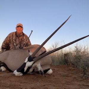 Gemsbok Cow Hunt Kalahari South Africa