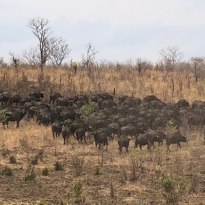 Buffalo Zimbabwe