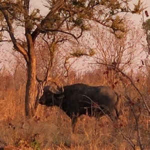 Buffalo Zimbabwe