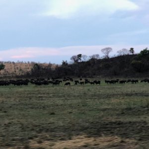 Buffalo Zimbabwe