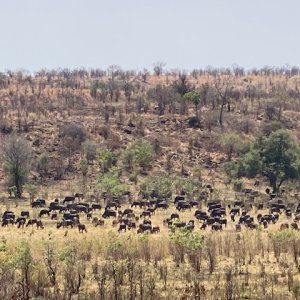 Buffalo Zimbabwe