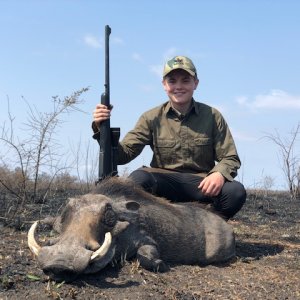 Warthog Hunt Zimbabwe