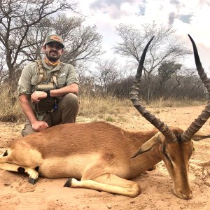 Impala Hunting South Africa