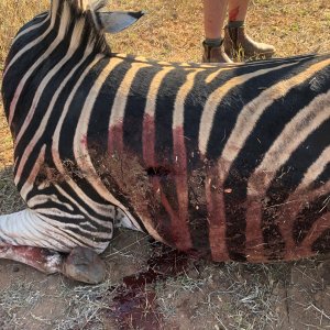 Zebra Hunting South Africa