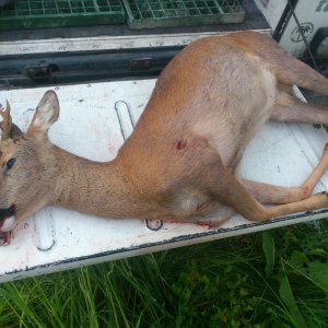 Roe Deer Hunt