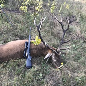 Red Deer Hunting Romania