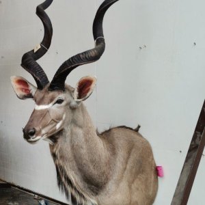 Kudu Shoulder Mount Taxidermy