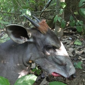 Hunting Yellow-backed Duiker Central African Republic