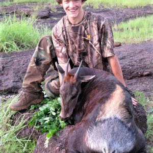 Hunting Yellow-backed Duiker Central African Republic