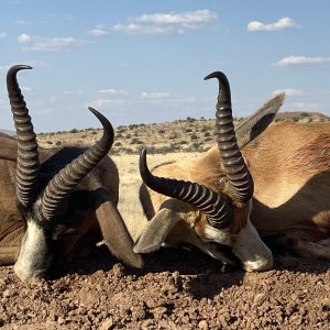 Springbok Hunt Eastern Cape South Africa