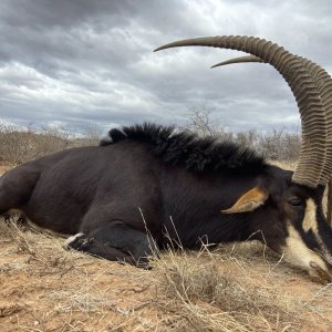 Sable Hunt Eastern Cape South Africa