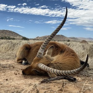 Lechwe Hunt Eastern Cape South Africa