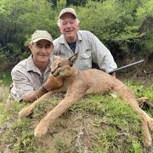 Caracal Hunt Eastern Cape South Africa