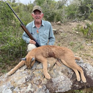 Caracal Hunt Eastern Cape South Africa