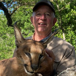 Caracal Hunt Eastern Cape South Africa