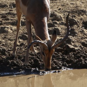 Abnormal Impala South Africa