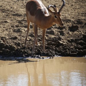 Abnormal Impala South Africa