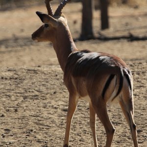 Abnormal Impala South Africa