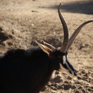 Unusual Sable South Africa