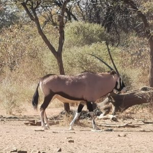 Unusual Gemsbok South Africa