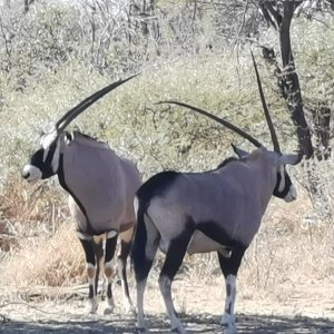 Unusual Gemsbok South Africa