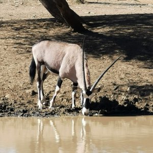 Unusual Gemsbok South Africa