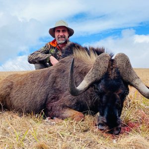 Black Wildebeest Hunt Eastern Cape South Africa