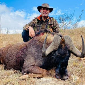 Black Wildebeest Hunt Eastern Cape South Africa