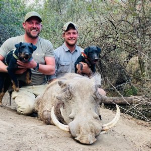 Warthog Hunt Eastern Cape South Africa