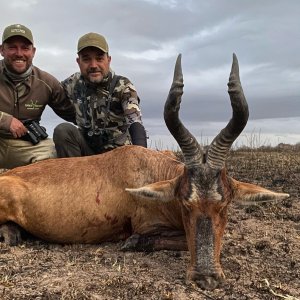 Red Hartebeest Hunt Eastern Cape South Africa