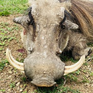 Warthog Hunt Eastern Cape South Africa