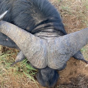 Buffalo Hunt Eastern Cape South Africa