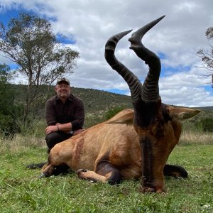 Red Hartebeest Hunt Eastern Cape South Africa