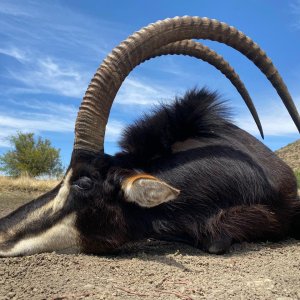 46 Inch Sable Hunt South Africa