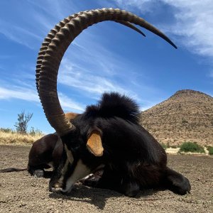 46 Inch Sable Hunt South Africa