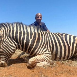 Burchell's Plains Zebra Hunt South Africa