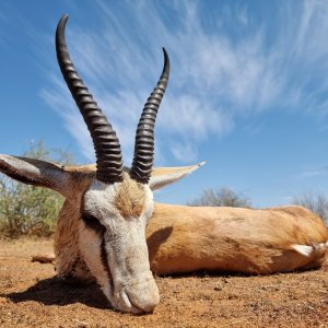 Springbok Hunt South Africa