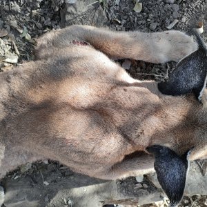 Caracal Hunt Eastern Cape South Africa