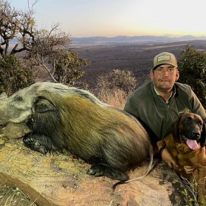 Bushpig Hunting South Africa