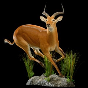 Kob Full Mount Taxidermy