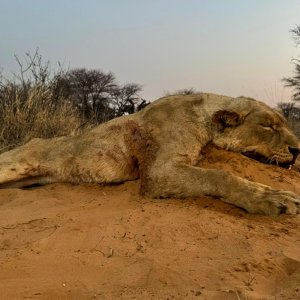 Lioness Hunt South Africa