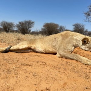 Lioness Hunt South Africa