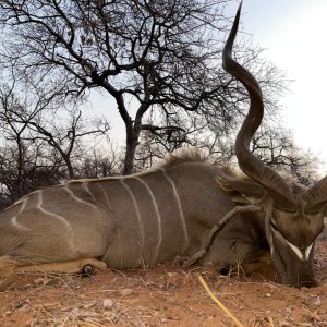 Kudu Hunt South Africa