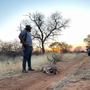 Impala Hunt South Africa