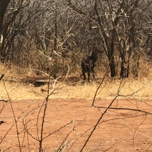 Bushbuck South Africa